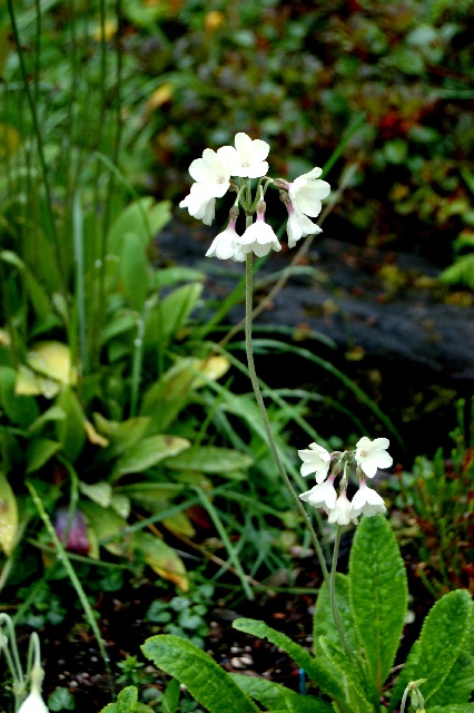 Primula hopeana